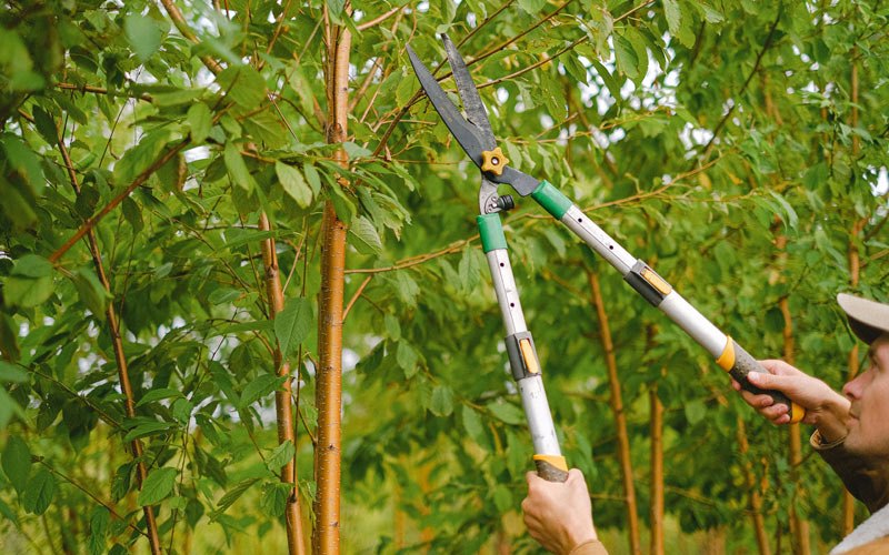 Tree trimming in Pleasant Dale, NE